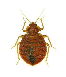 American Rat Control Inc.® Bed Bug Pest Control Los Angeles