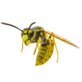 American Rat Control Inc.® Bees Pest Control Los Angeles
