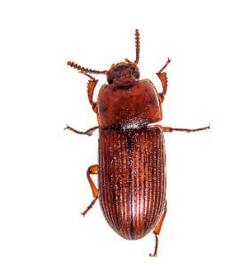 American Rat Control Inc.® Beetles Pest Control Los Angeles
