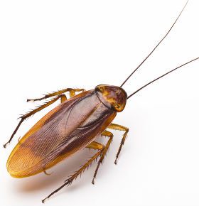 American Rat Control Inc.® Cockroaches Pest Control Los Angeles