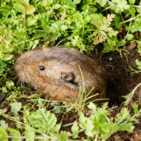 Rat Exterminator controlling gophers in the grass