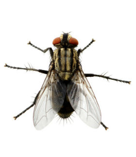 American Rat Control Inc.® Flies Pest Control Los Angeles