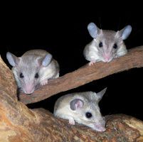 American Rat Control Inc.® Rat Control Outside | Rat Exterminator Exterior