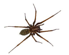 American Rat Control Inc.® Spiders Pest Control Los Angeles