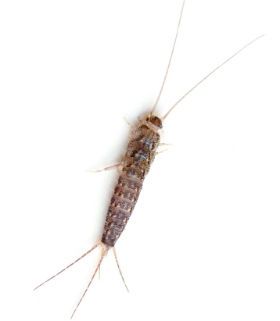 American Rat Control Inc.® Silverfish Pest Control Los Angeles